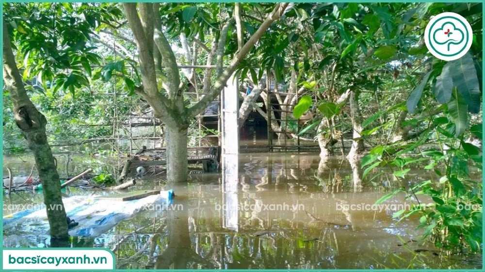 Cải tạo vườn trồng